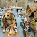 (주)베러펫 이미지