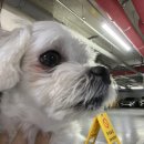 다호동물병원 이미지