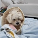 행자네 멍발소 이미지