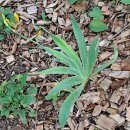 인천의 깃대종 이야기 이미지