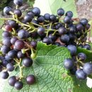 머루와 다래 이미지