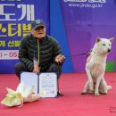 2026.05.02~03진도개페스티벌(진도)성견수조"훈이" 이미지