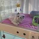 펫퍼스트24시 서울송파점 강아지고양이분양말티푸말티즈푸들 이미지