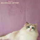 젤로돌스 이미지