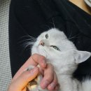 깔롱펫 | 반려동물 발바닥 클리퍼 고양이 발바닥 클리퍼 추천해드려요. <수린펫 발바닥 클리퍼>