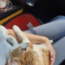 둘레길 동물병원 이미지