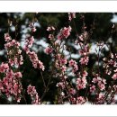 골목대장 이미지