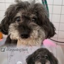 하니 그루밍( Hani Grooming) 이미지