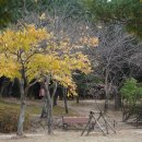 봉황대 무환자나무 이미지