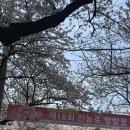 제주 벚꽃명소 전농로벚꽃거리 왕벚꽃축제 후기