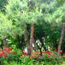 오동나무 이미지