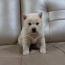 백구로-1 이미지