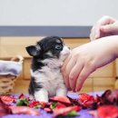 의정부강아지분양 고양이분양 애견분양 펫하임 의정부본점 이미지