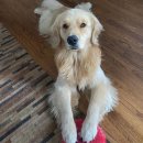 데려가시개 이미지