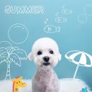 고려 애견 미용실 이미지