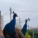 카페 잔향 네이버블로그