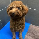 대구애견스쿨 이미지