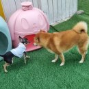 호텔 독스 이미지