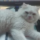 멍냥이 스토리 이미지