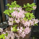 연달래 ㅡ3분 이미지