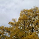 부곡원조 메기탕 이미지