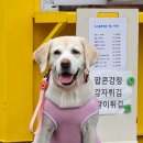 도그플레이풀 | 수원강아지수영장 강아지놀이터 888 애견놀이터 도그플레이풀 가격표 내부 후기