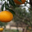 매화공원 이미지