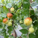 두루봉농원2 이미지