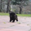 엘리시안퍼피 이미지