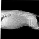 신탄진 동물병원 이미지