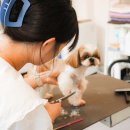 꼼꼼 애견미용실 이미지