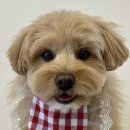 똥강아지애견샵 | 세종시 강아지 미용 6년째 정착한 곳, 두리베어 내돈내산 후기 🐶