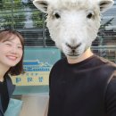 뒤늦게 쓰는 청와대 방문기 + 힙한 분식 풍년쌀농산 + 청계천 힐링 (모두의 주차장 이용)