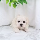 천안 강아지분양 도로시펫 이미지