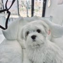 보들하이 이미지