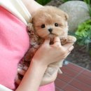 미유펫 강아지분양 고양이분양 김포점 이미지