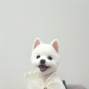 곱디곱개 이미지