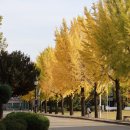 춘천교육대학교 | 한적한 강원도 춘천 은행나무길 명소 가볼만한곳, 춘천교육대학교