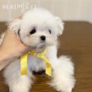 퍼피멜로디 - 남동구 선수촌공원로 26 | 퍼피멜로디