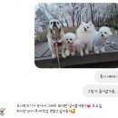 마루네 | 대구 강아지 케이크 :: 이브링 / 두류공원 피크닉