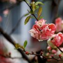 산골마당 이미지