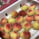 월봉 | [임신일기] 27주차 5~6일｜복숭아 맛보기 1탄 (신선/신비/월봉/대극천/대월/천봉/특징 및 후기)