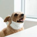 24시청주나음동물메디컬 이미지