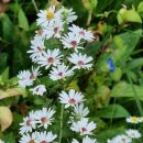 클래식피부과의원 이미지