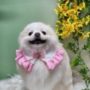 달콩이 이미지