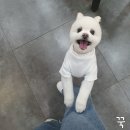 24시애견미용 이미지