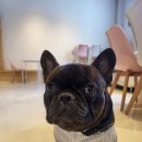 댕굴댕굴 이미지