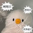 (합)하나로택시 | 카타르 면접 후기 1탄/외항사 면접/카타르/에미레이트/CV Drop/카타르 1차면접