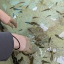 씨월드 피시 이미지