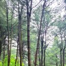 잣나무숲 이미지